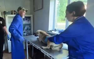 Собаку показали ветеринарам, а фігуранта доправили в ТЦК