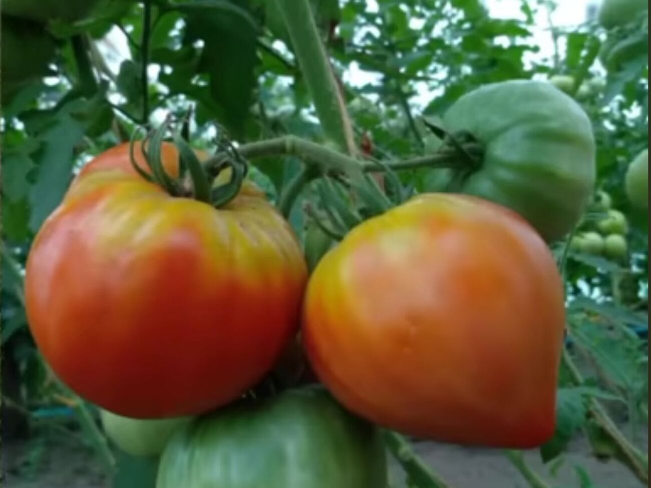 Огородник отметил, что пятна могут быть зелеными на красных помидорах