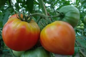 Огородник отметил, что пятна могут быть зелеными на красных помидорах