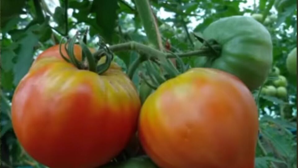 Огородник отметил, что пятна могут быть зелеными на красных помидорах