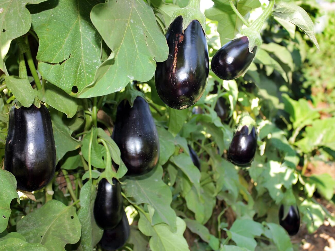 Если плоды баклажанов еще не появились, то полейте овощи раствором с азотом