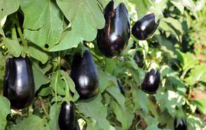 Если плоды баклажанов еще не появились, то полейте овощи раствором с азотом