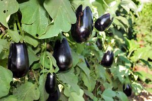 Если плоды баклажанов еще не появились, то полейте овощи раствором с азотом