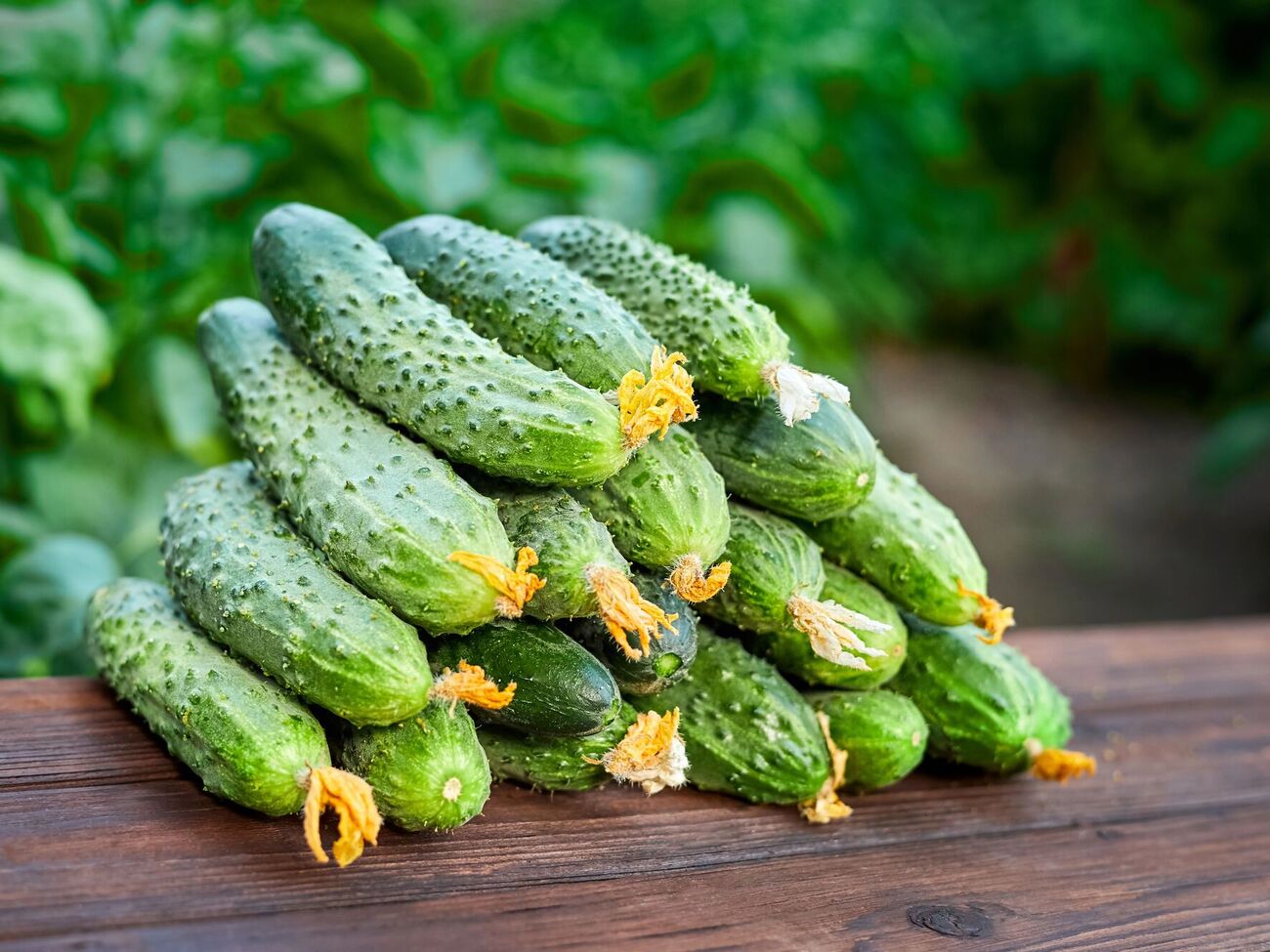 Даже у горького плода можно улучшить вкус