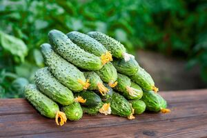 Даже у горького плода можно улучшить вкус