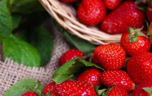 Кущі полуниці й суниці треба вчасно пересаджувати