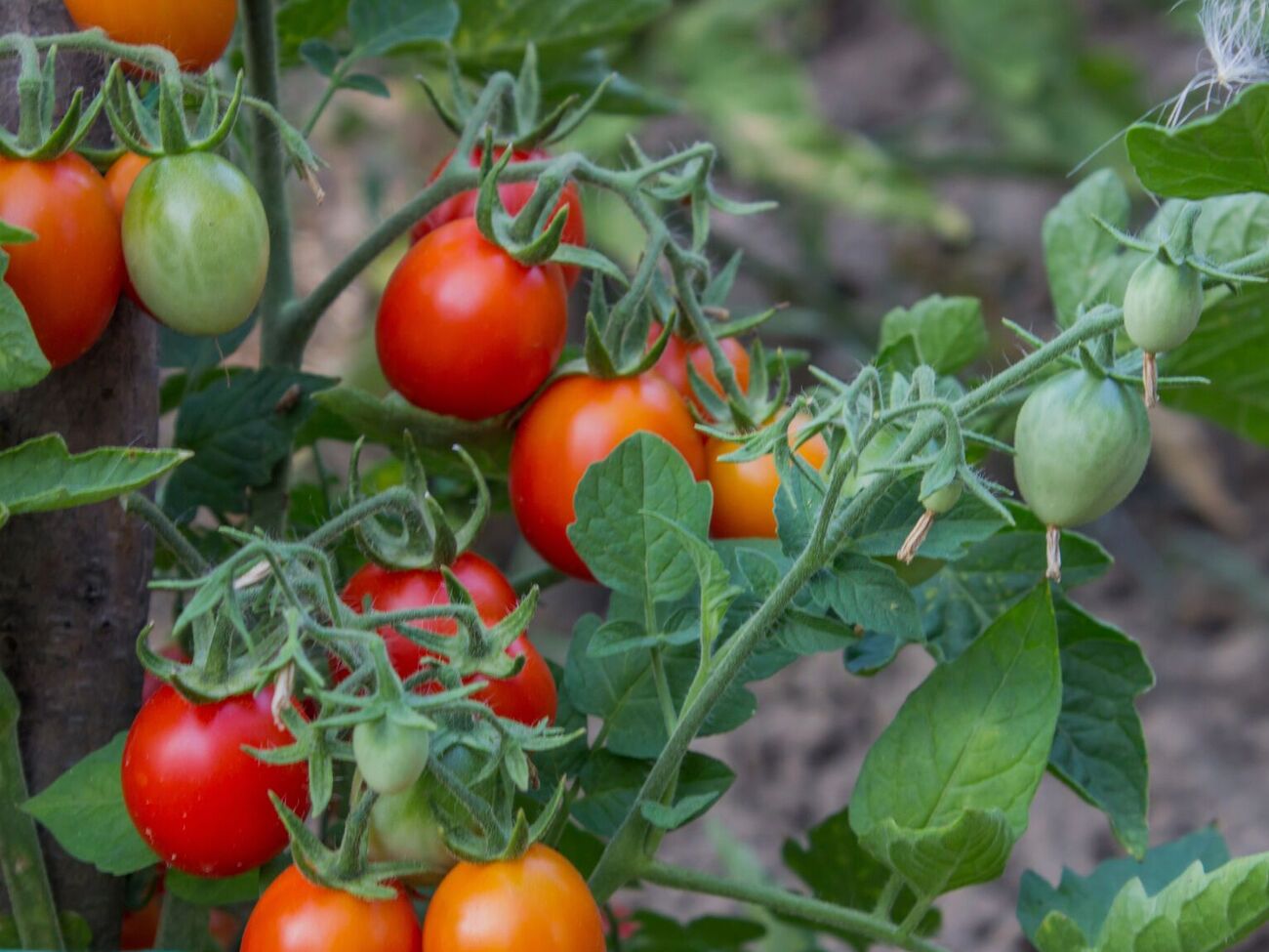 В июле томаты уже могут обходиться без полива, извлекая влагу из земли