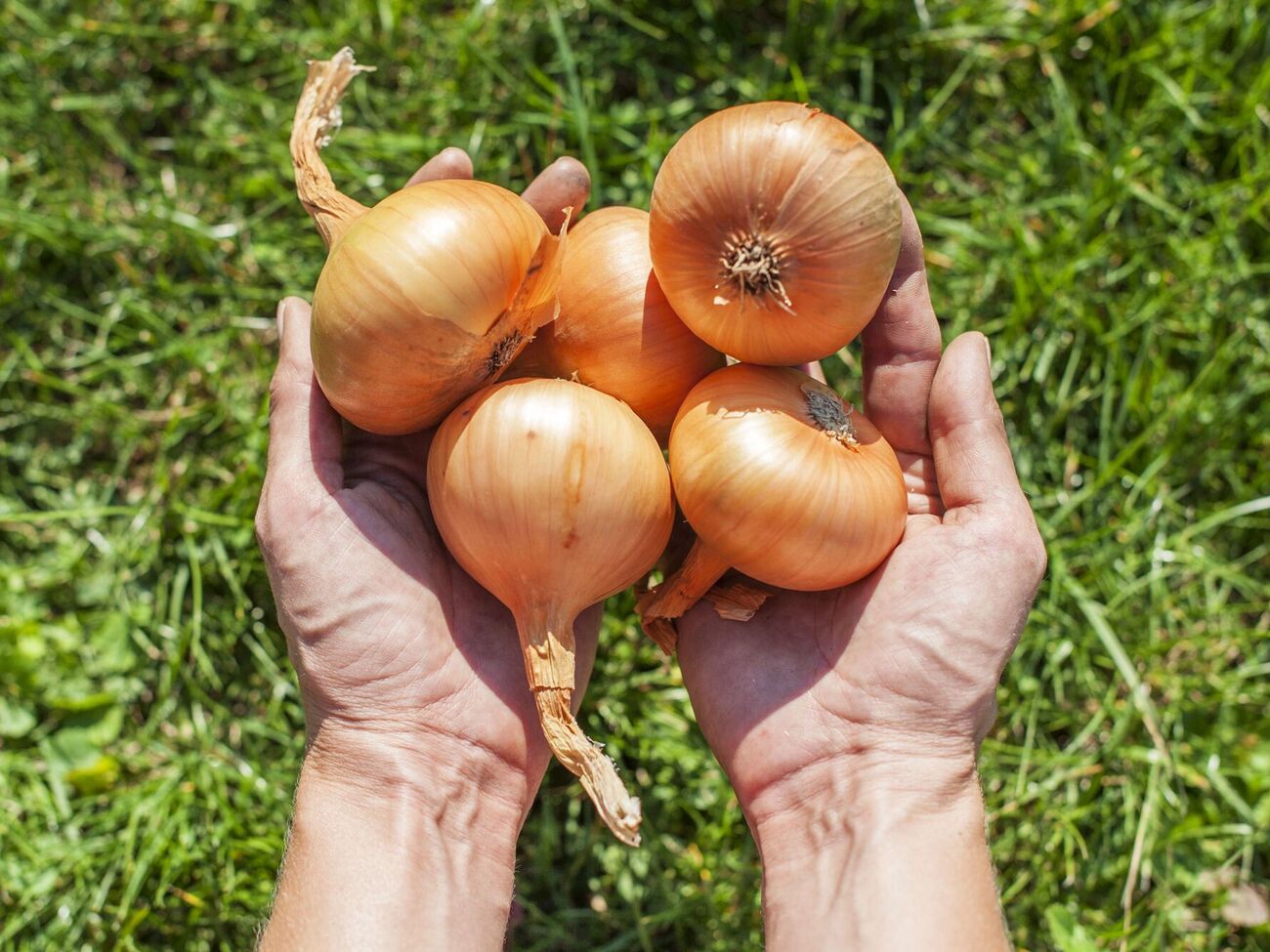 Лук нужно выкопать быстро