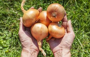 Лук нужно выкопать быстро