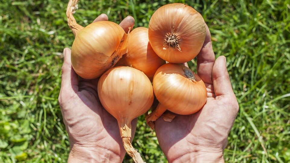 Лук нужно выкопать быстро