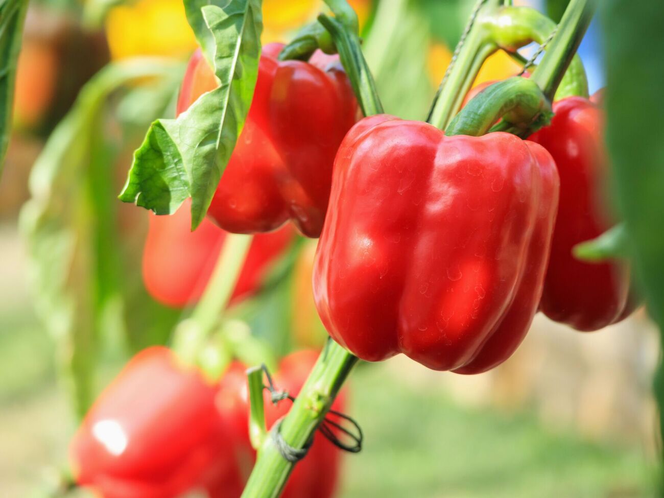 Огородница рекомендует использовать для удобрения перцев золу