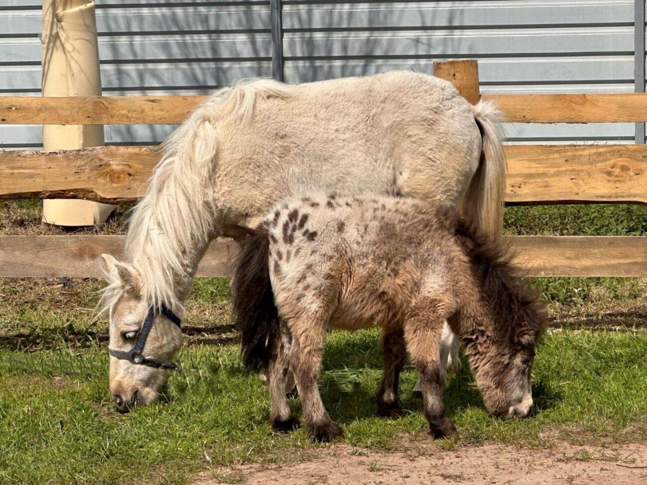 Коли Карамелла раптом віддаляється, Чуба починає непокоїтися, пояснили волонтери