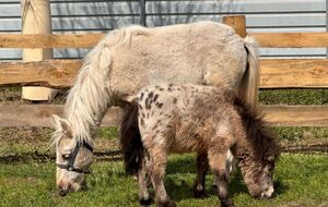 Коли Карамелла раптом віддаляється, Чуба починає непокоїтися, пояснили волонтери