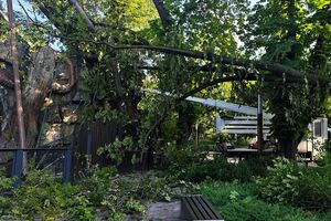 Непогодой повреждены здания и деревья в зоопарке