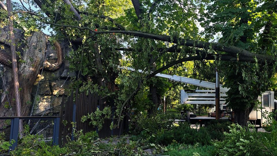 Непогодой повреждены здания и деревья в зоопарке