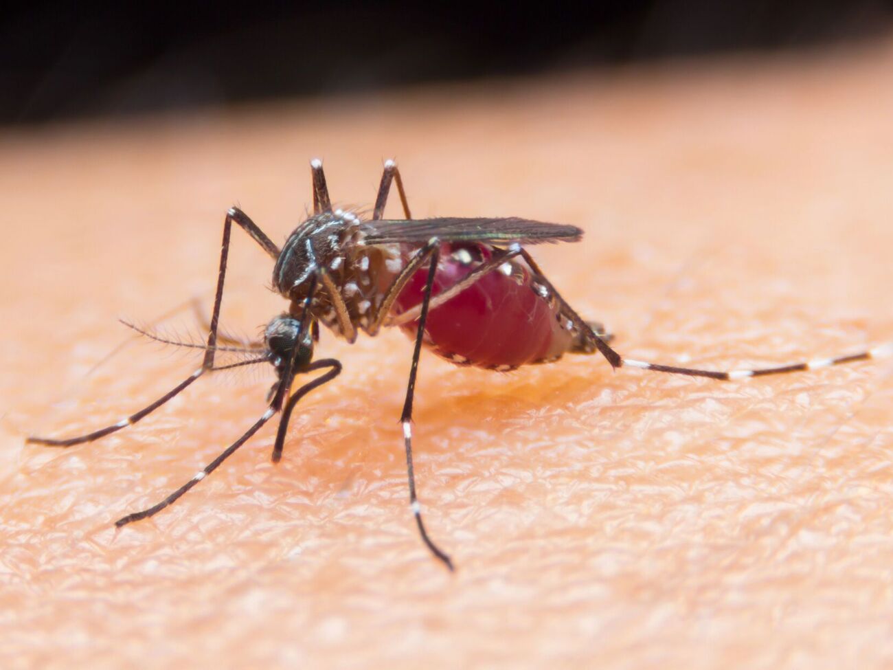 Пациентка с малярией недавно вернулась из Индии, а симптомы проявились примерно через две недели