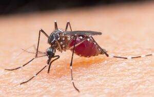 Пациентка с малярией недавно вернулась из Индии, а симптомы проявились примерно через две недели