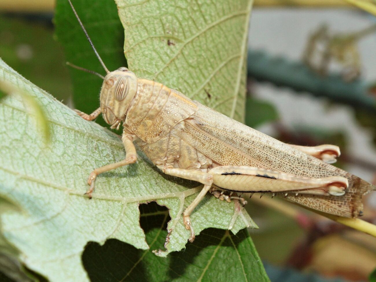 Саранча в фазе размножения образует огромные рои и уничтожает все на своем пути