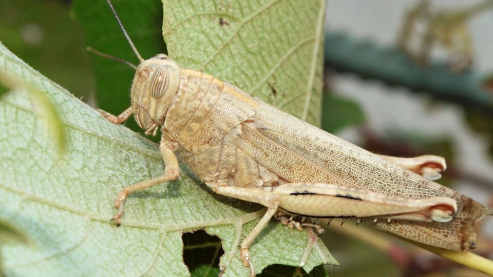 Саранча в фазе размножения образует огромные рои и уничтожает все на своем пути