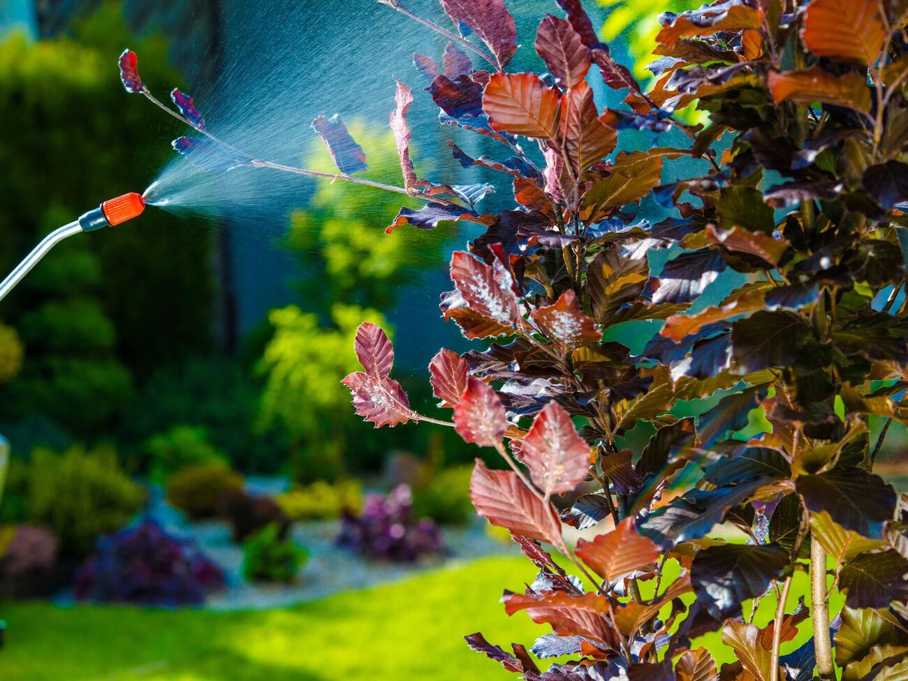 Нашатырный спирт стоит копейки, а приносит много пользы в саду и на огороде