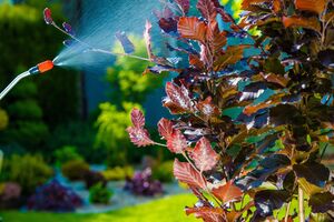 Нашатырный спирт стоит копейки, а приносит много пользы в саду и на огороде