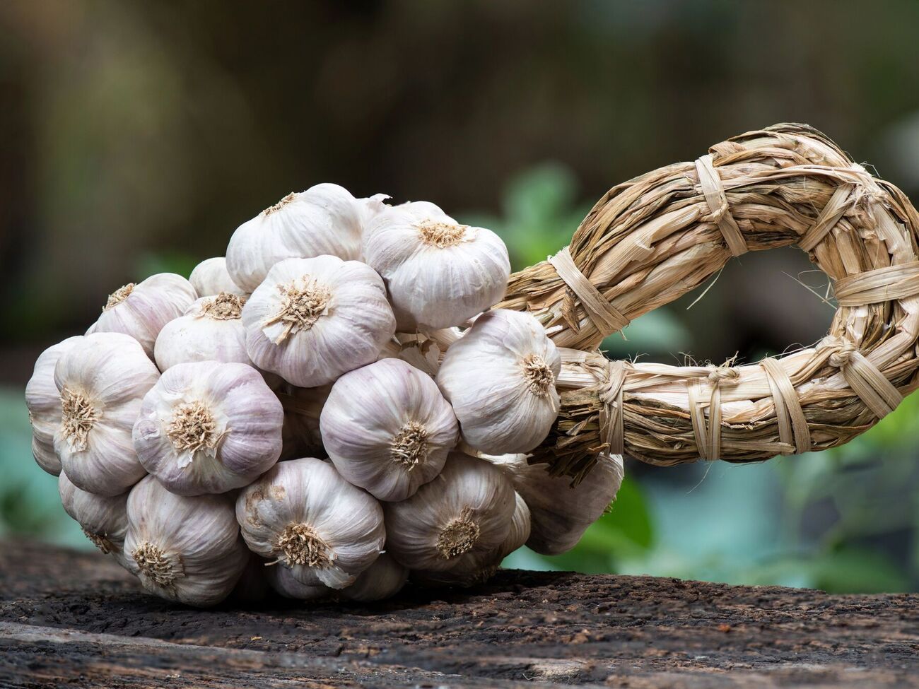 Сушіння часнику триває два місяці