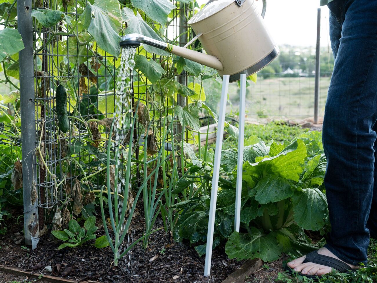 Огурцам требуется достаточно влаги