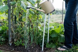 Огурцам требуется достаточно влаги