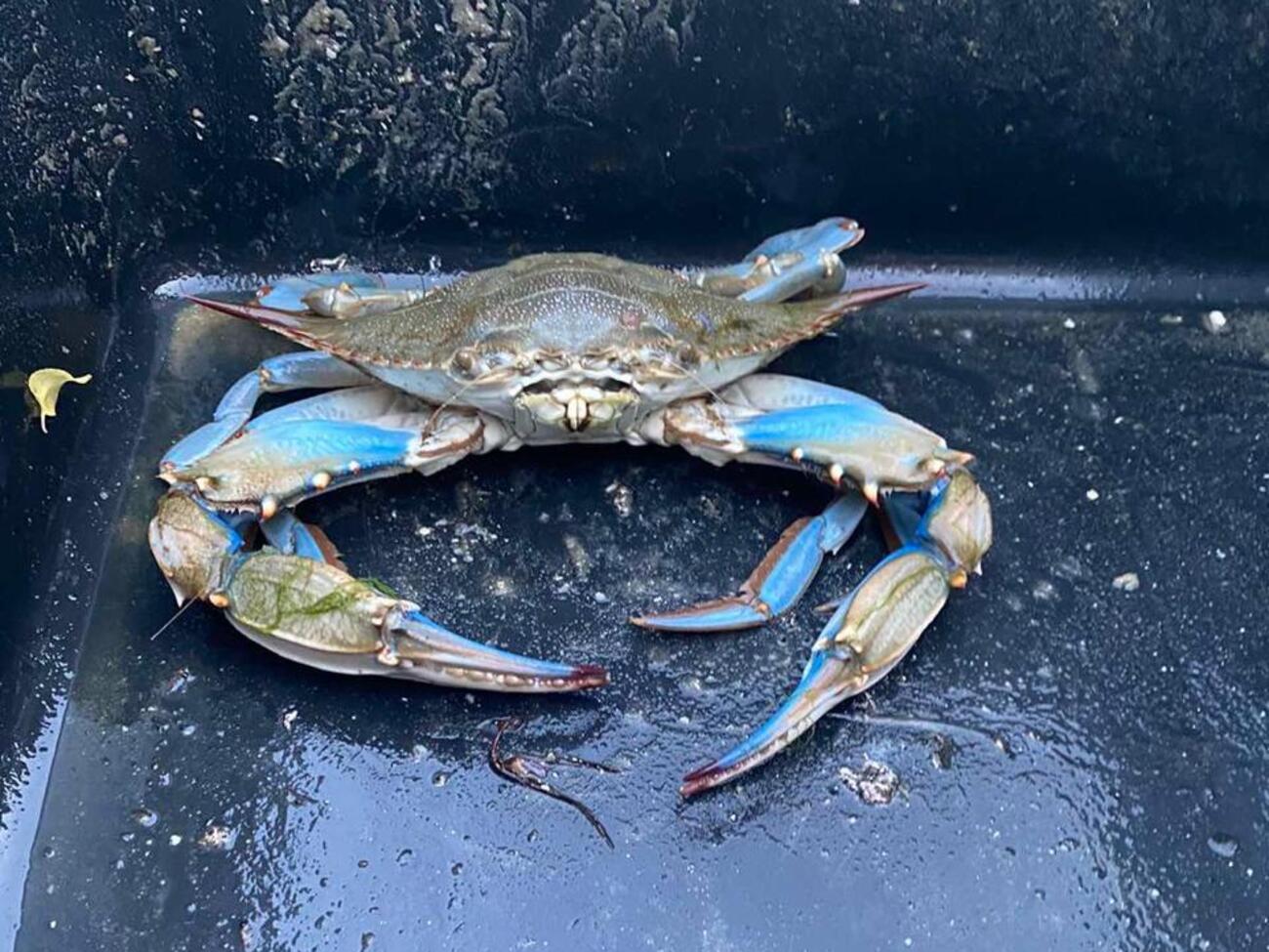 Новий краб загрожує місцевій екосистемі