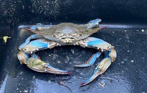 Новий краб загрожує місцевій екосистемі
