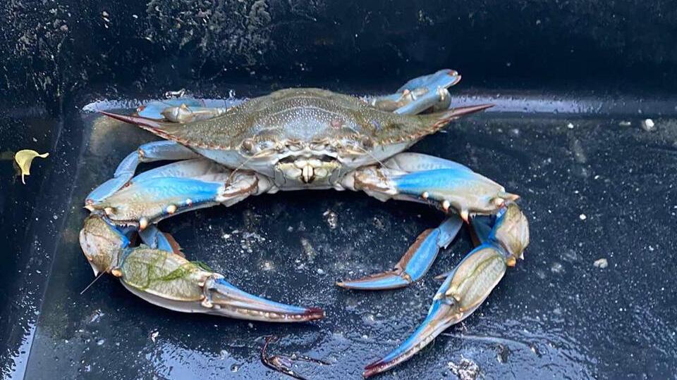 Новий краб загрожує місцевій екосистемі