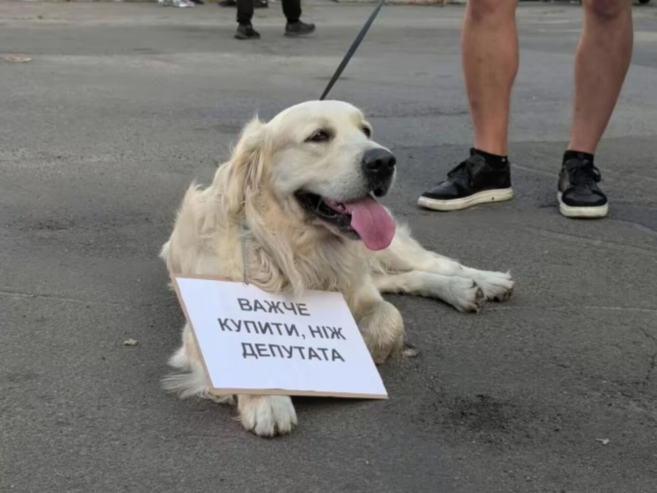 Митинги прошли в нескольких городах, люди приходили со своими домашними животными