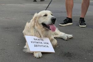 Митинги прошли в нескольких городах, люди приходили со своими домашними животными