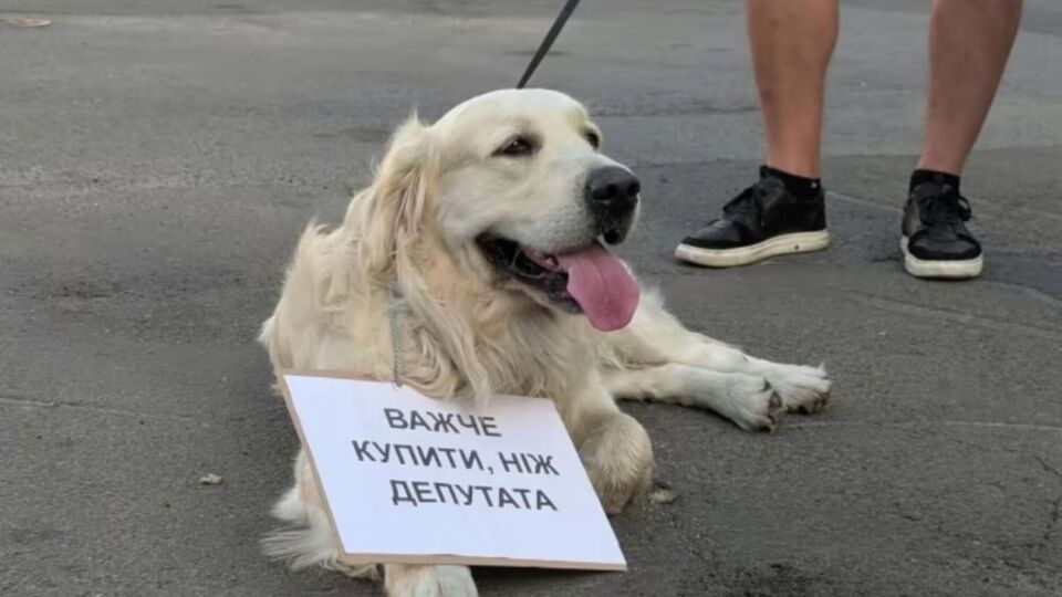 Митинги прошли в нескольких городах, люди приходили со своими домашними животными