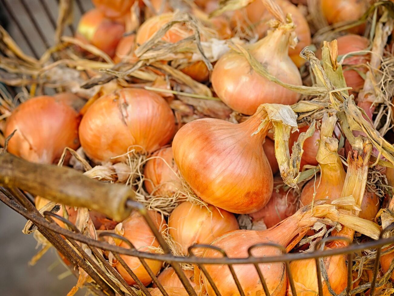 Лук собирают, как правило, в конце июля