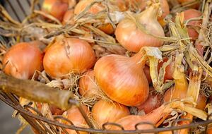 Лук собирают, как правило, в конце июля