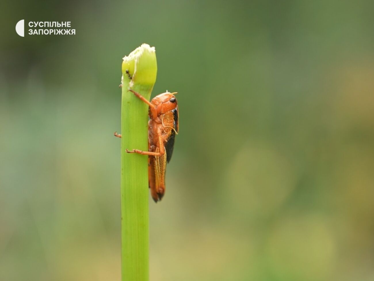 В одной из общин Запорожской области от 15 июля действует особый режим защиты растений на площади более 21 тыс. га