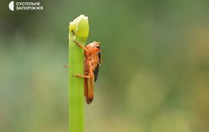 В одной из общин Запорожской области от 15 июля действует особый режим защиты растений на площади более 21 тыс. га
