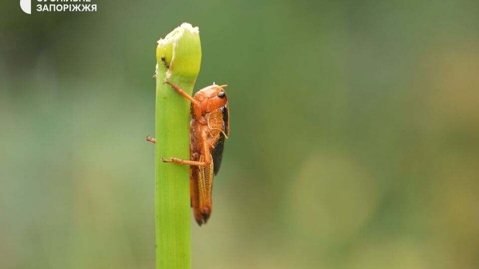 В одной из общин Запорожской области от 15 июля действует особый режим защиты растений на площади более 21 тыс. га