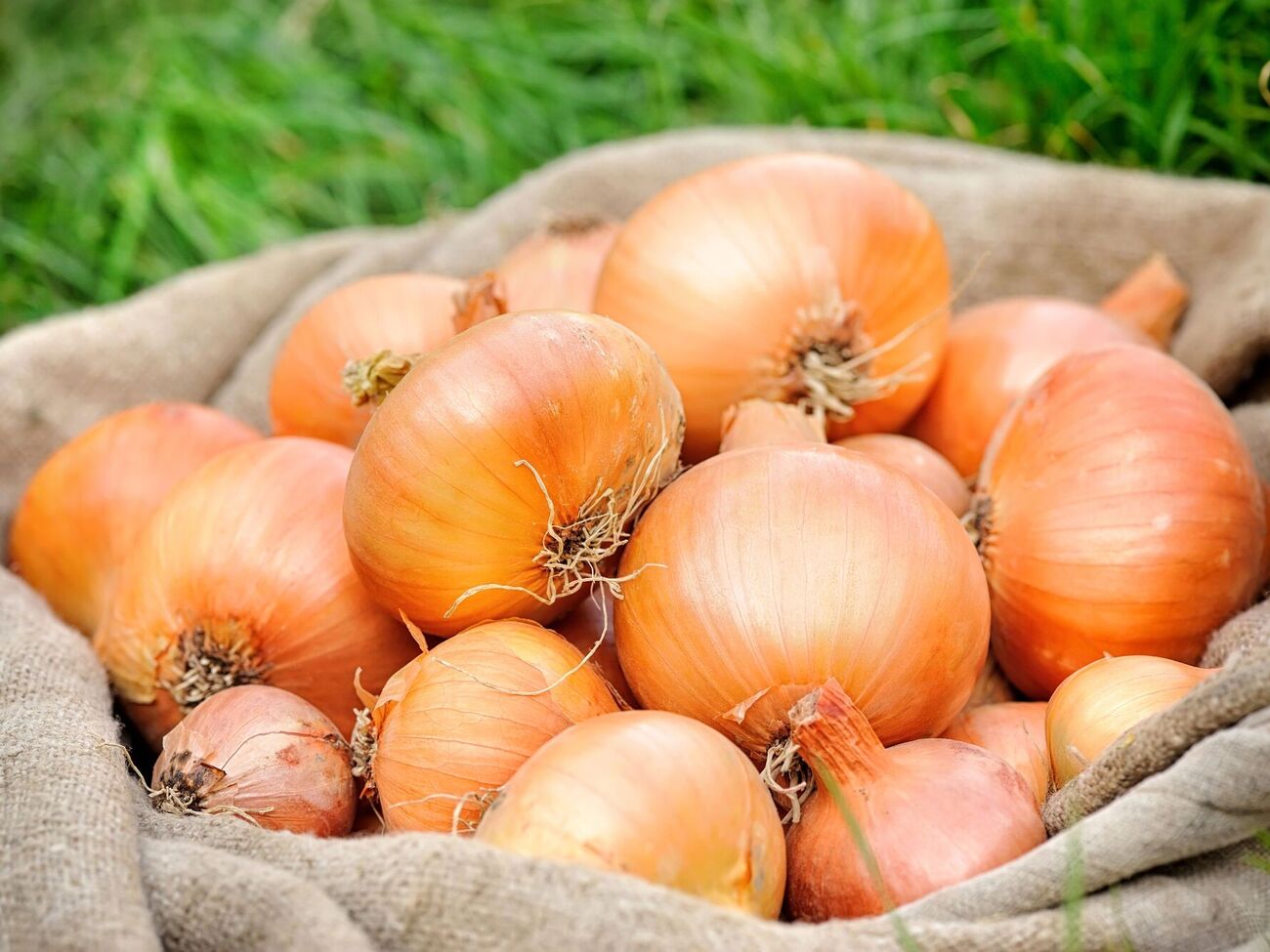 Для обработки лука не понадобится много мела – на 50 кг достаточно всего 100 г