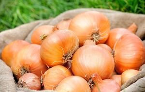 Для обработки лука не понадобится много мела – на 50 кг достаточно всего 100 г