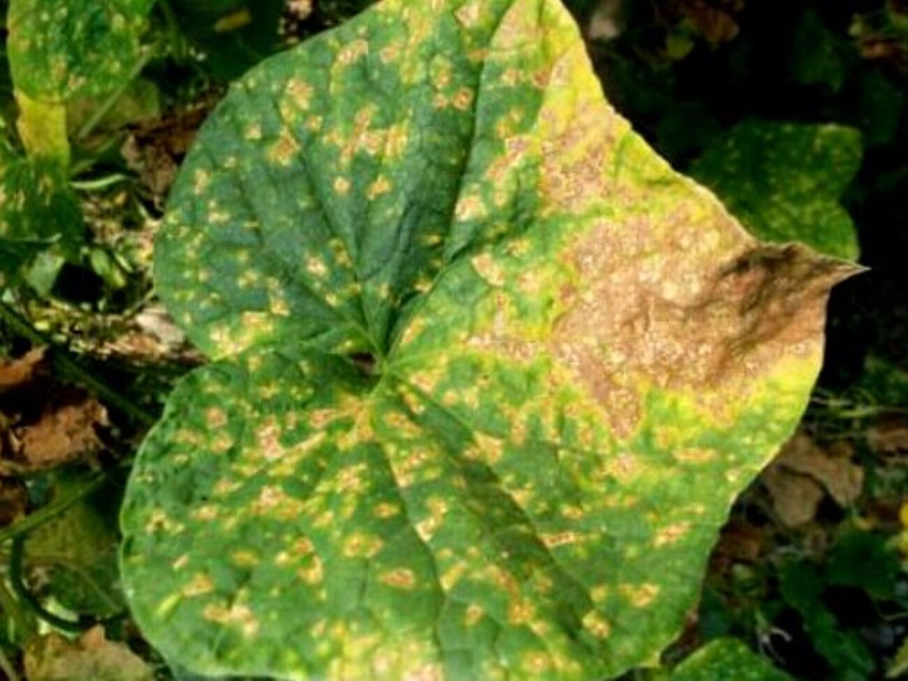 Огородник посоветовал выбросить огурцы, выросшие во время или после обработки