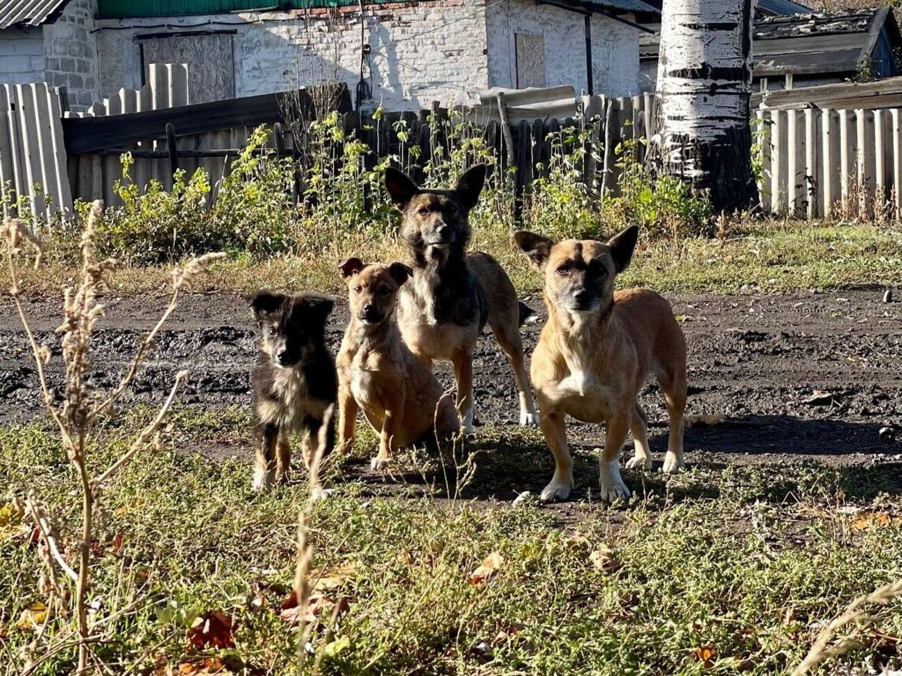 Місцеві жителі не хотіли приймати евакуйованих літніх людей, оскільки вони привезли тварин