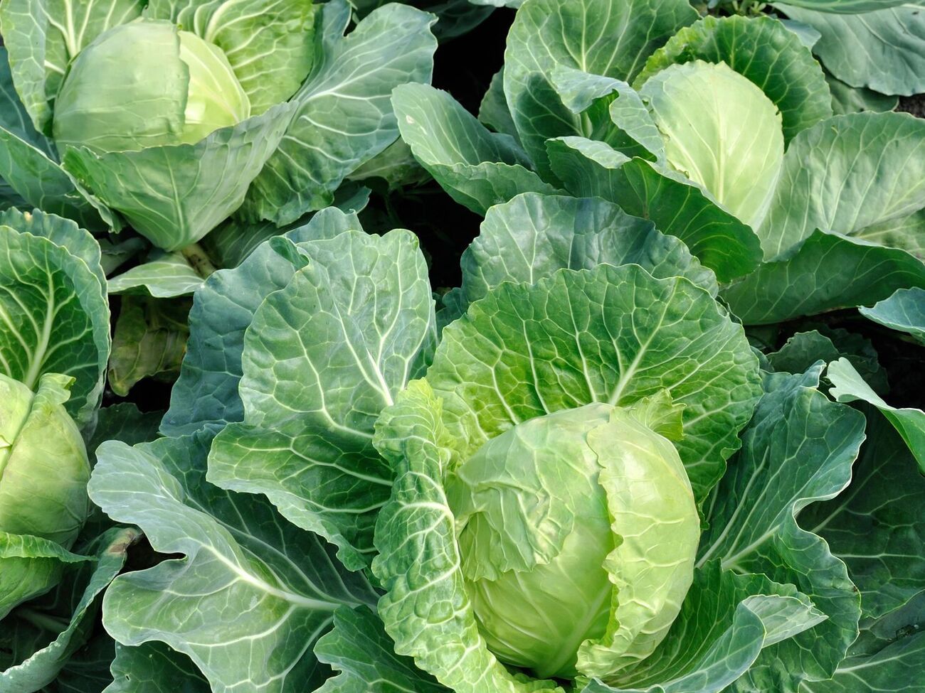 Предложенная огородником баковая смесь поможет лучше расти корневой системе капусты