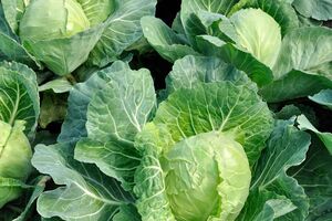 Предложенная огородником баковая смесь поможет лучше расти корневой системе капусты