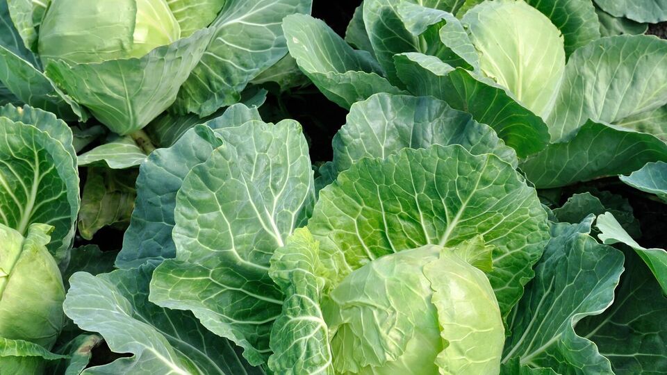 Предложенная огородником баковая смесь поможет лучше расти корневой системе капусты