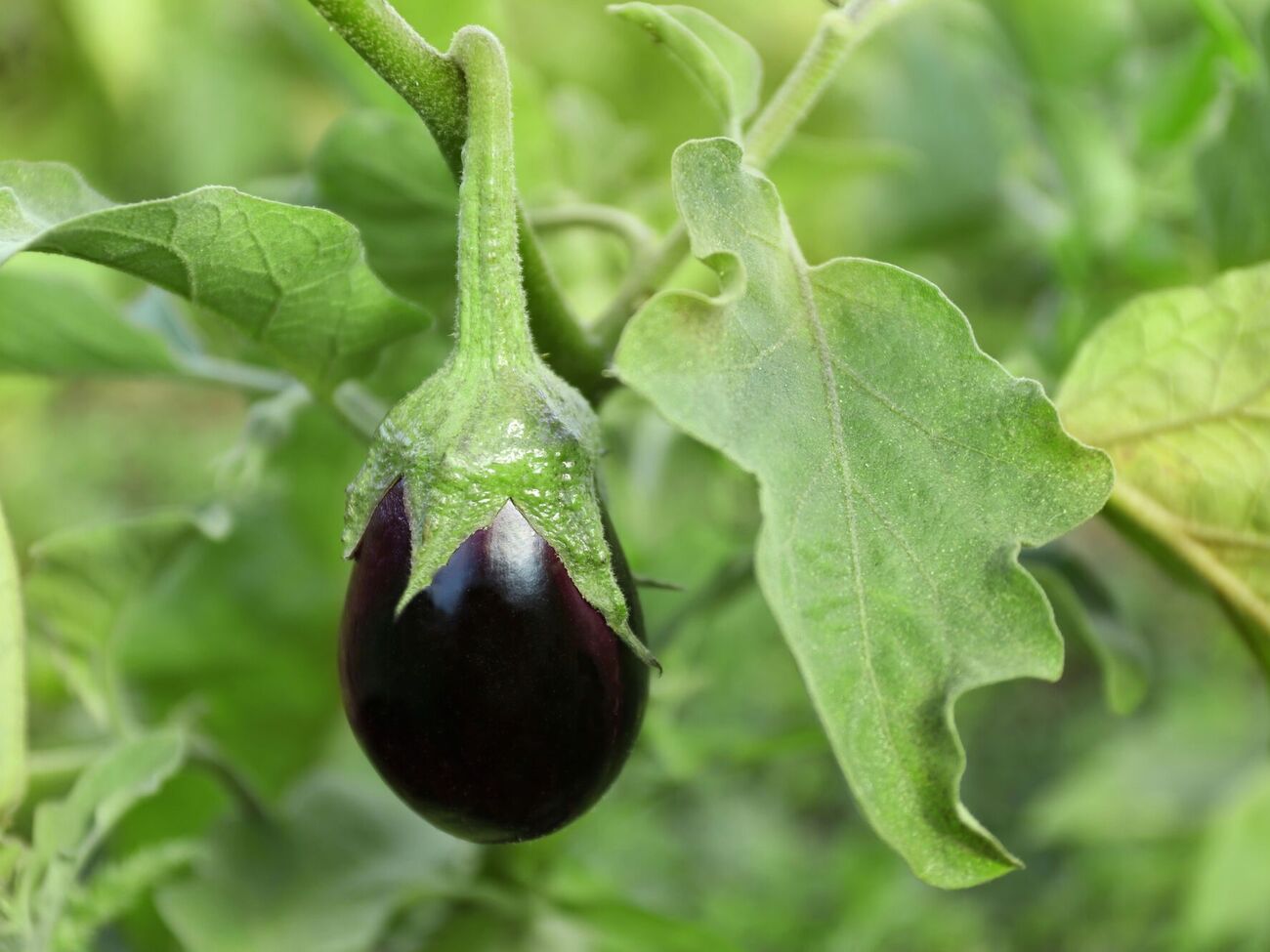 Приготовленным раствором баклажаны нужно сперва полить, а затем обработать всю верхнюю часть