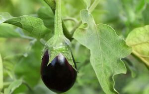 Приготовленным раствором баклажаны нужно сперва полить, а затем обработать всю верхнюю часть