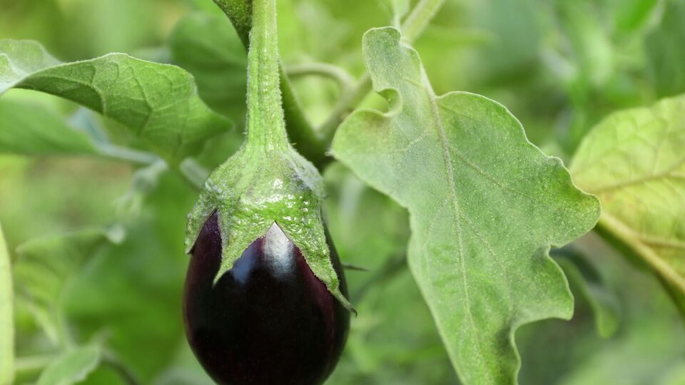 Приготовленным раствором баклажаны нужно сперва полить, а затем обработать всю верхнюю часть