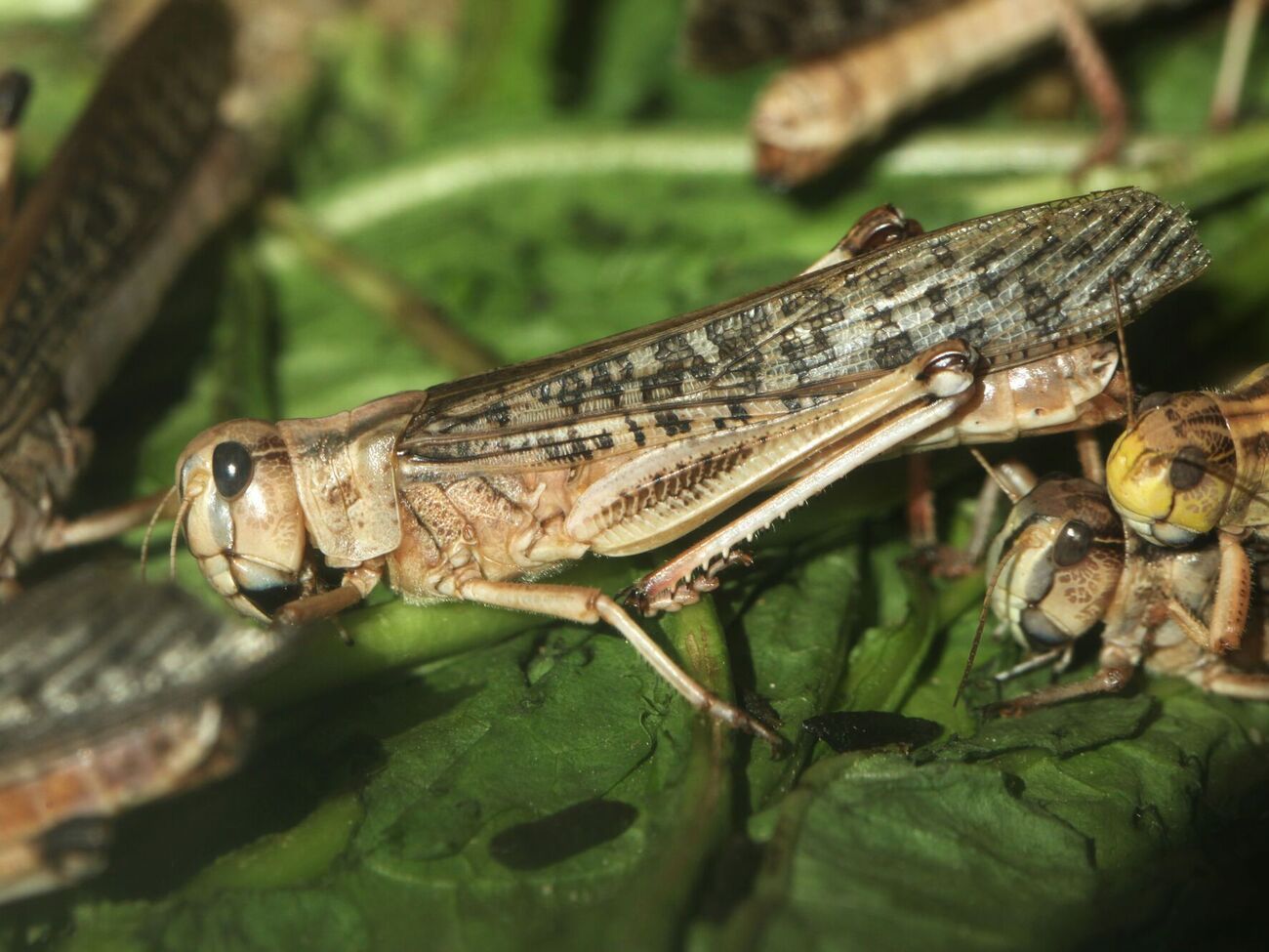 Просо как защиту от саранчи можно высаживать по периметру весной или летом
